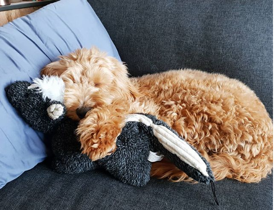 puppy