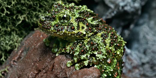 Vietnamese Mossy Frog