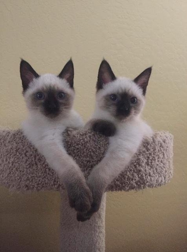 kittens