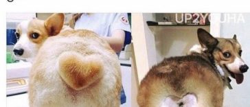 Hilarious pet haircuts that totally went wrong