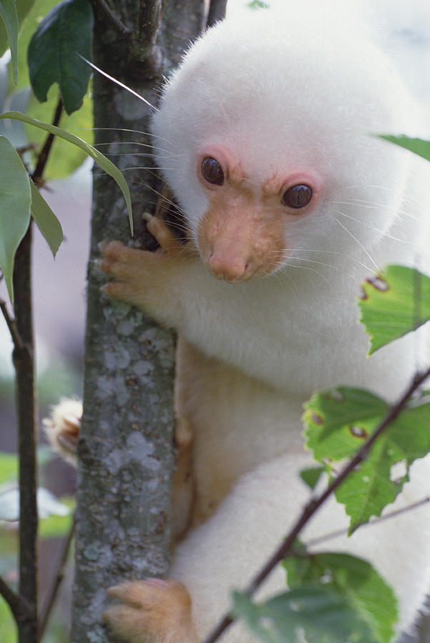 White Cuscus