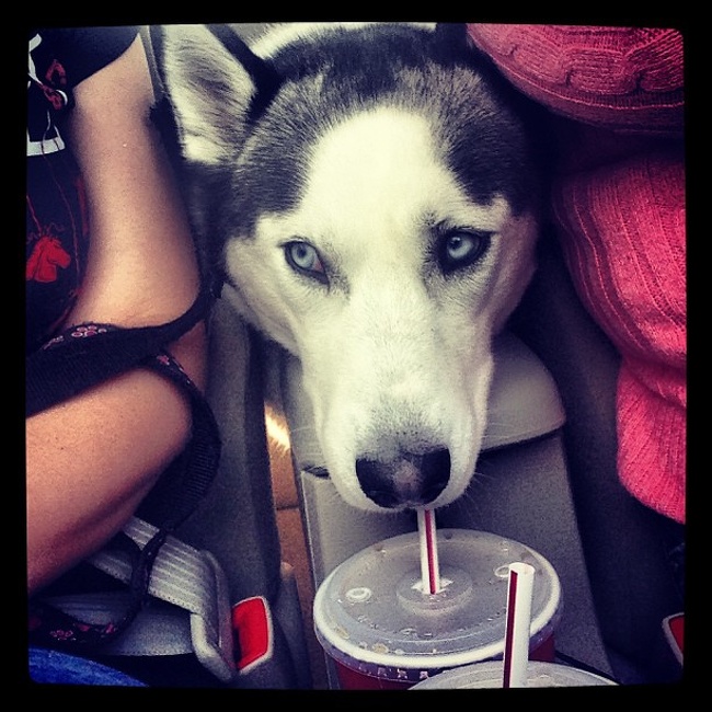 Husky