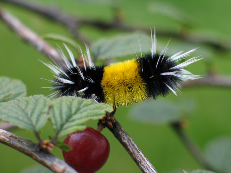 Cutest Bugs That Will Crawl Straight Into Your Heart No Serious Love