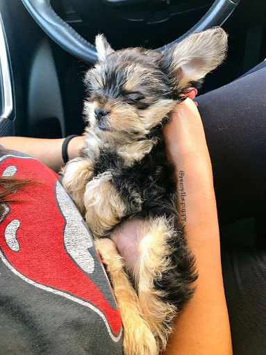 puppy