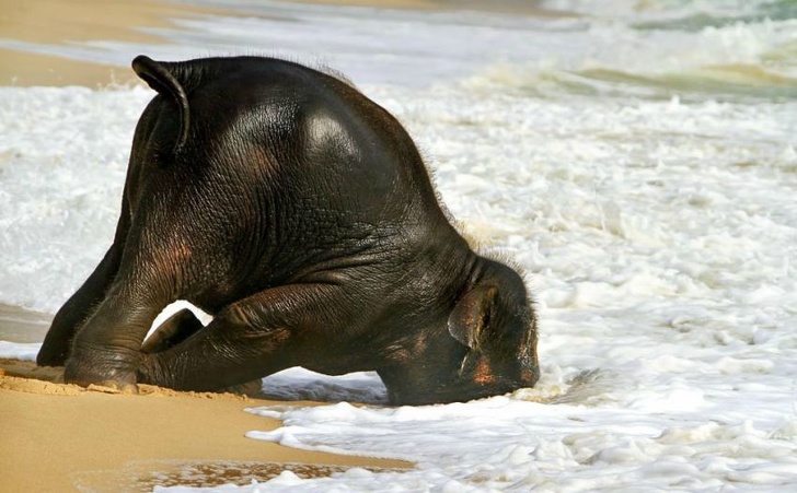 Baby elephant