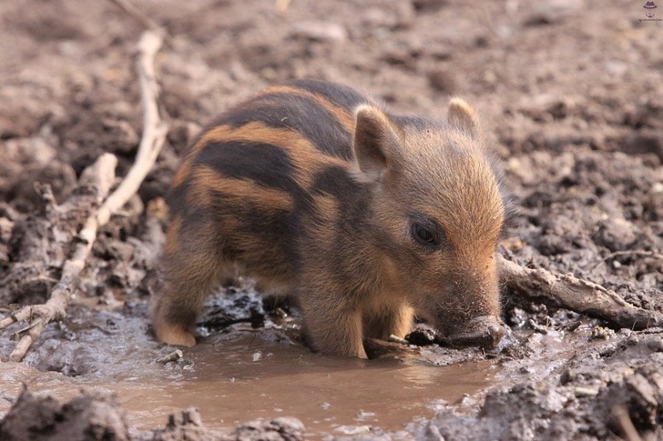 Baby warthog