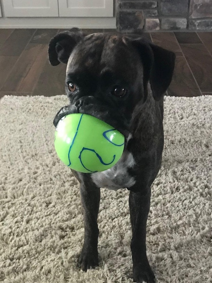 Boxer