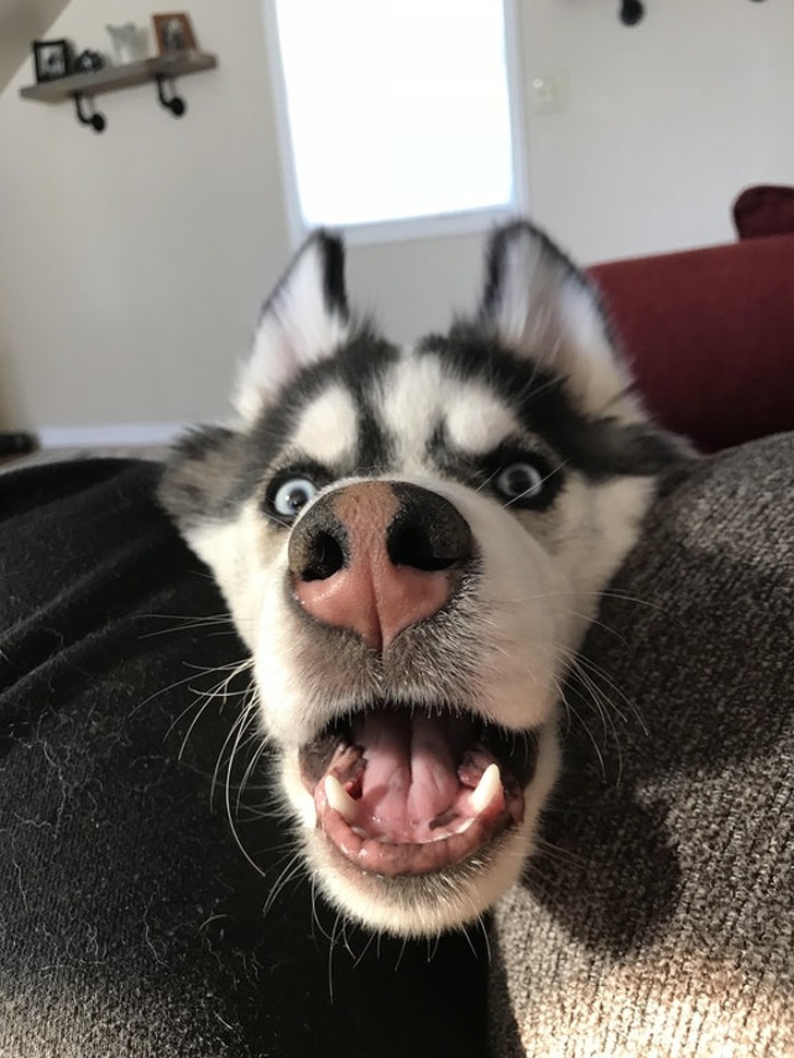 dog