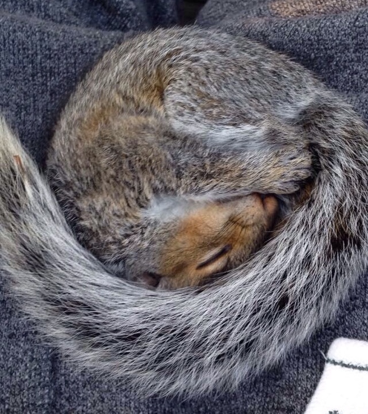 squirrel