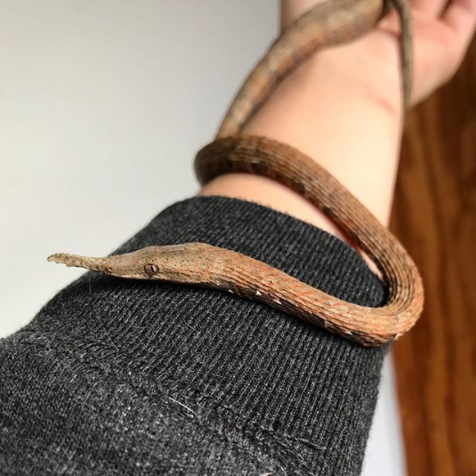 leaf nosed snake