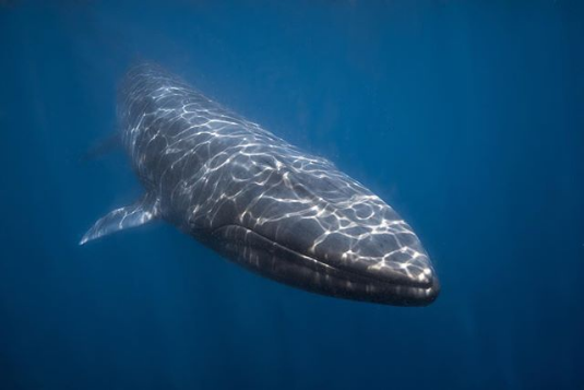 Omura’s whale