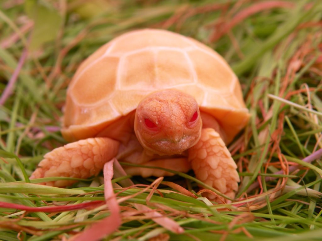 Rare Albino Sulcata