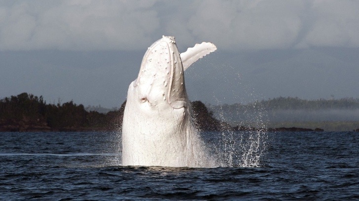 Rare Albino Whale