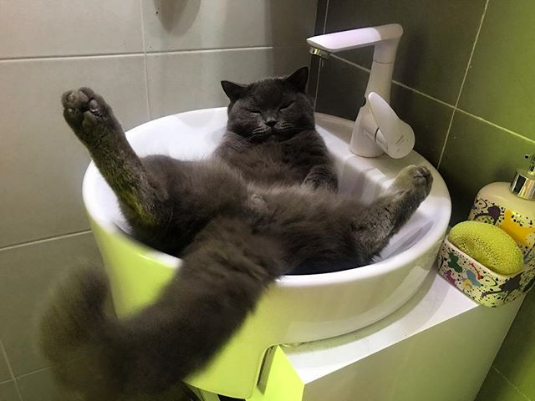 kitty