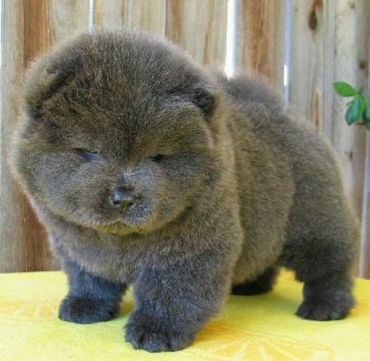 cuteness