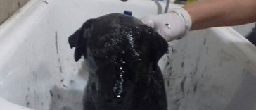 A dog covered all in tar is rescued by two boys and now he looks as good as new