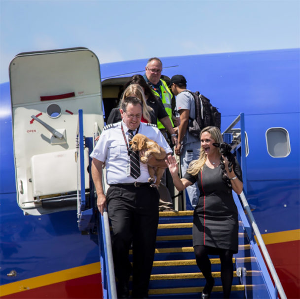 Southwest Airlines help rescue pets from the Hurricane Harvey disaster