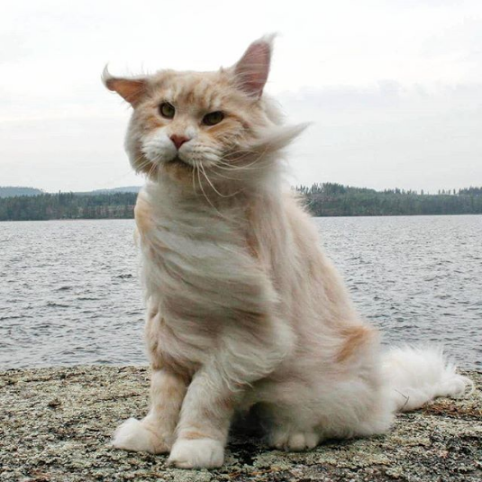 cat at sea