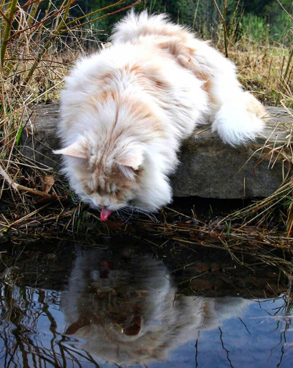 cat drinking water