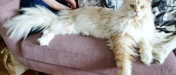 Amazing photos of The Maine Coon cat named “Lotus” looks like a mythical creature from a fairytale