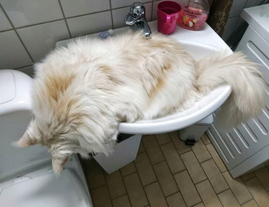 cat at bath