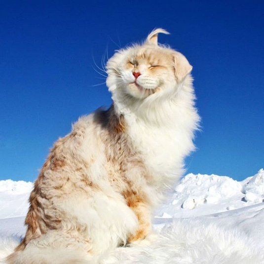 cat in snow