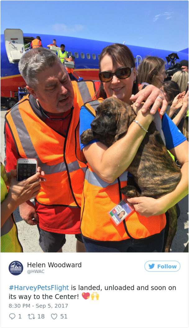 Southwest Airlines help rescue pets from the Hurricane Harvey disaster