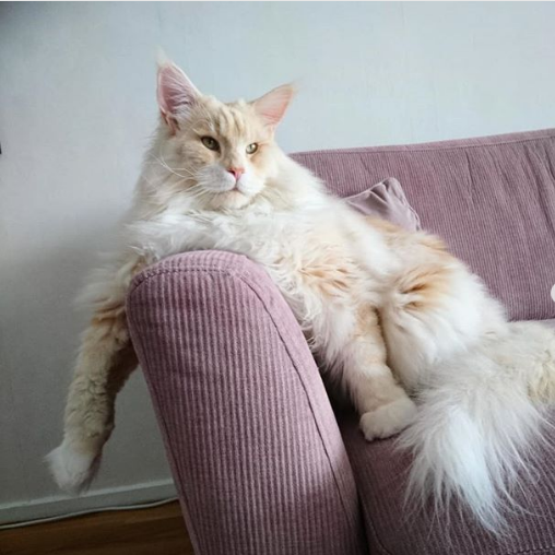 Amazing photos of The Maine Coon cat named “Lotus” - Luve Ur Pet