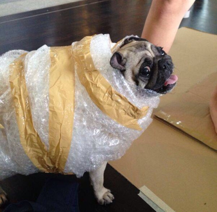 pug-cel
