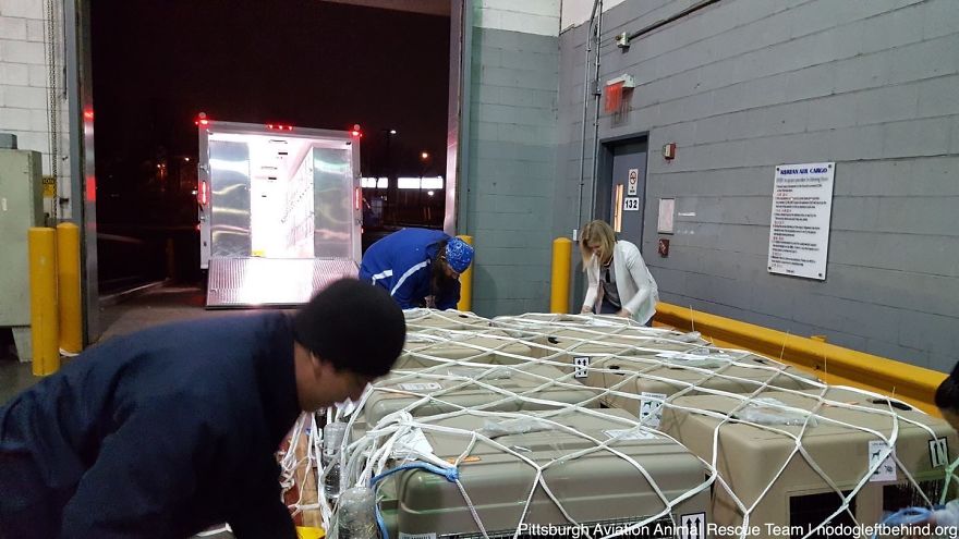 Human Society International