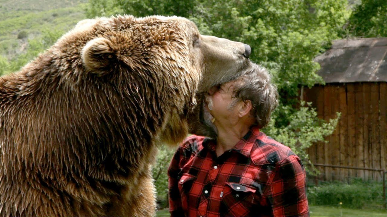 bear love