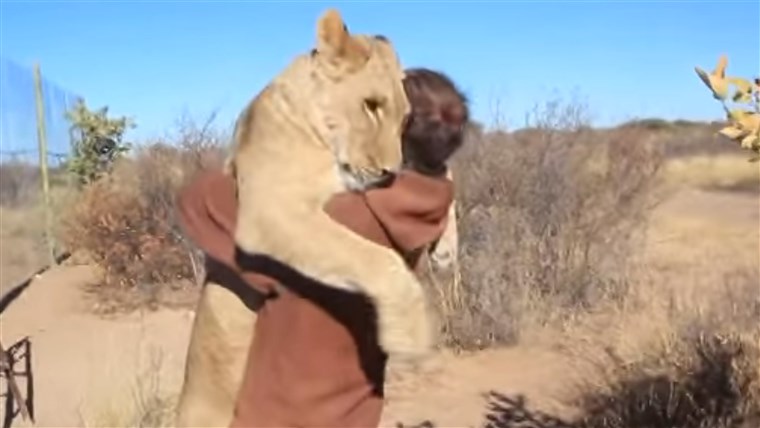 lion love