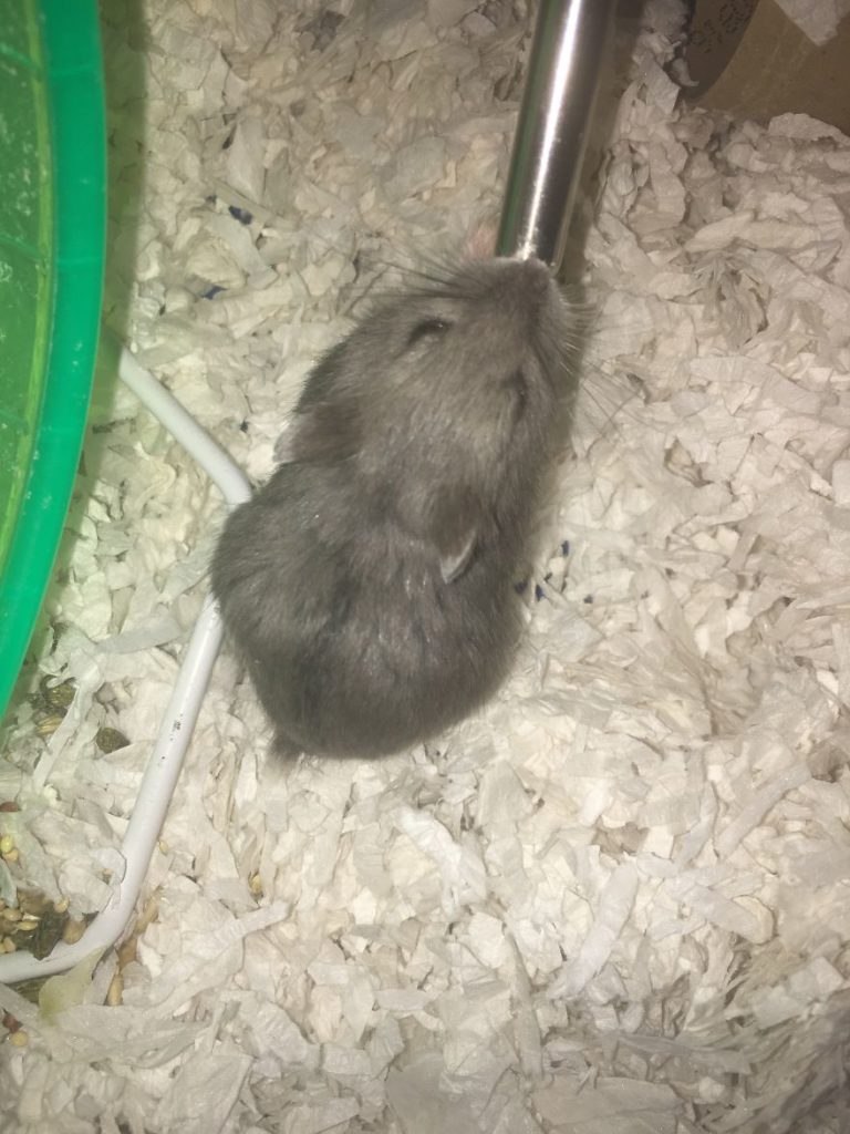 Emily, a 17 years old teen runs a small animal rescue for over sixty animals