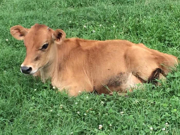 Calf