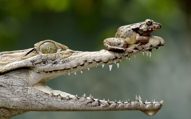 mouth