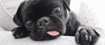These Cute and Adorable Photos Prove That Pugs Can Conquer Anyone’s Heart