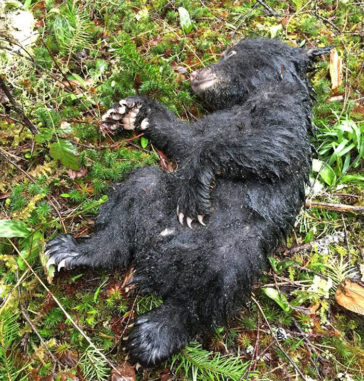 Photographer Corey Hancock risked jail time to rescue a dying baby bear ...