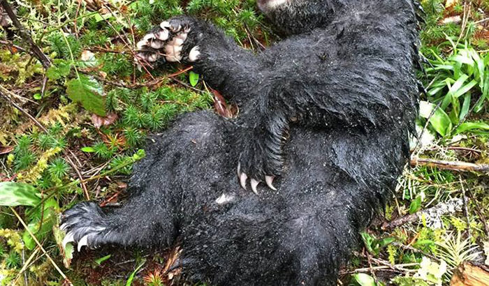 Photographer Corey Hancock risked jail time to rescue a dying baby bear he found on a hike