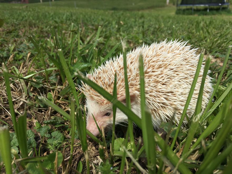 Emily, a 17 years old teen runs a small animal rescue for over sixty animals