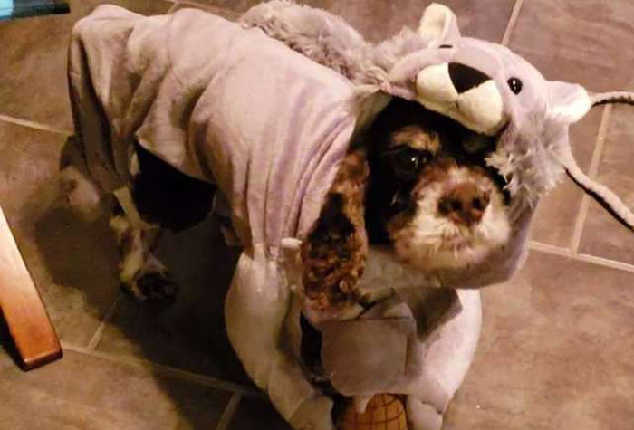 cute dog
