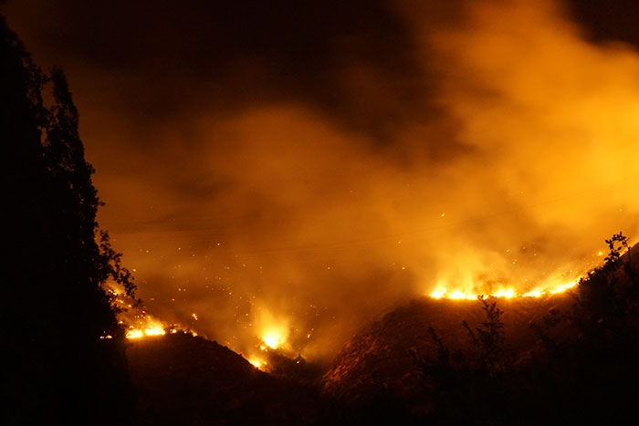 A woman in Chile finds a genius way to restore burnt forests, and all she needs are 3 dogs
