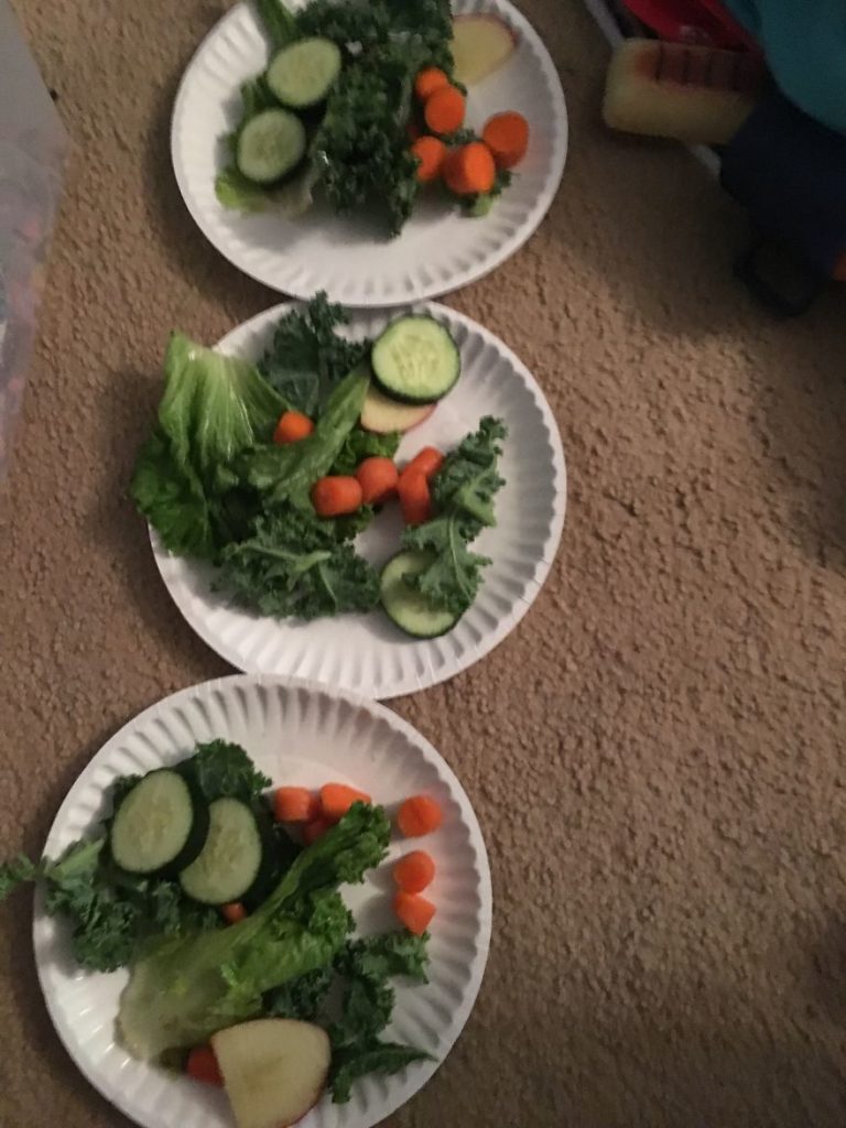 Emily, a 17 years old teen runs a small animal rescue for over sixty animals