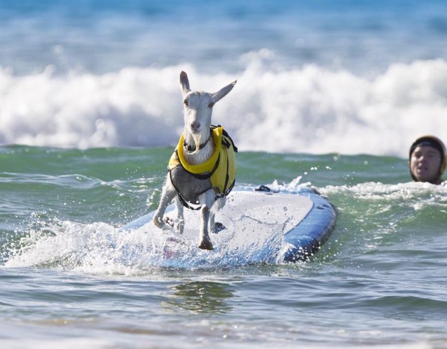 goat surfs