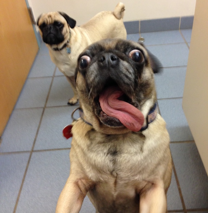 pugs