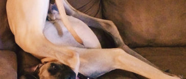 Hilarious photos of Great Danes, and it’s crazy how large they are
