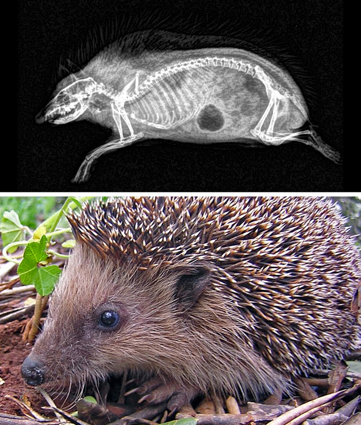 Hedgehog