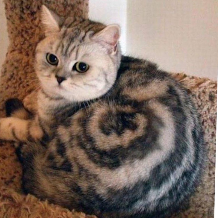 Cinnamon Roll
