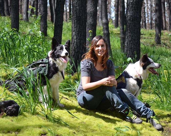 A woman in Chile finds a genius way to restore burnt forests, and all she needs are 3 dogs