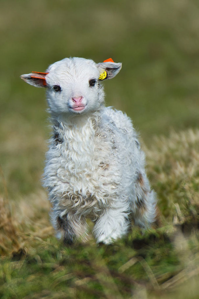 lamb