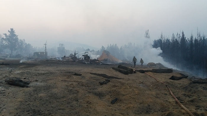 A woman in Chile finds a genius way to restore burnt forests, and all she needs are 3 dogs